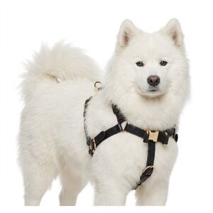 Gucci Black Demetra Dog Harness Gold Hardware Large 695253 NEW